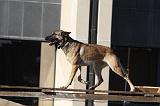 CHIEN D'INTERVENTION 072